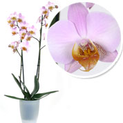 Orqudea Rosa + Cachep Transparente